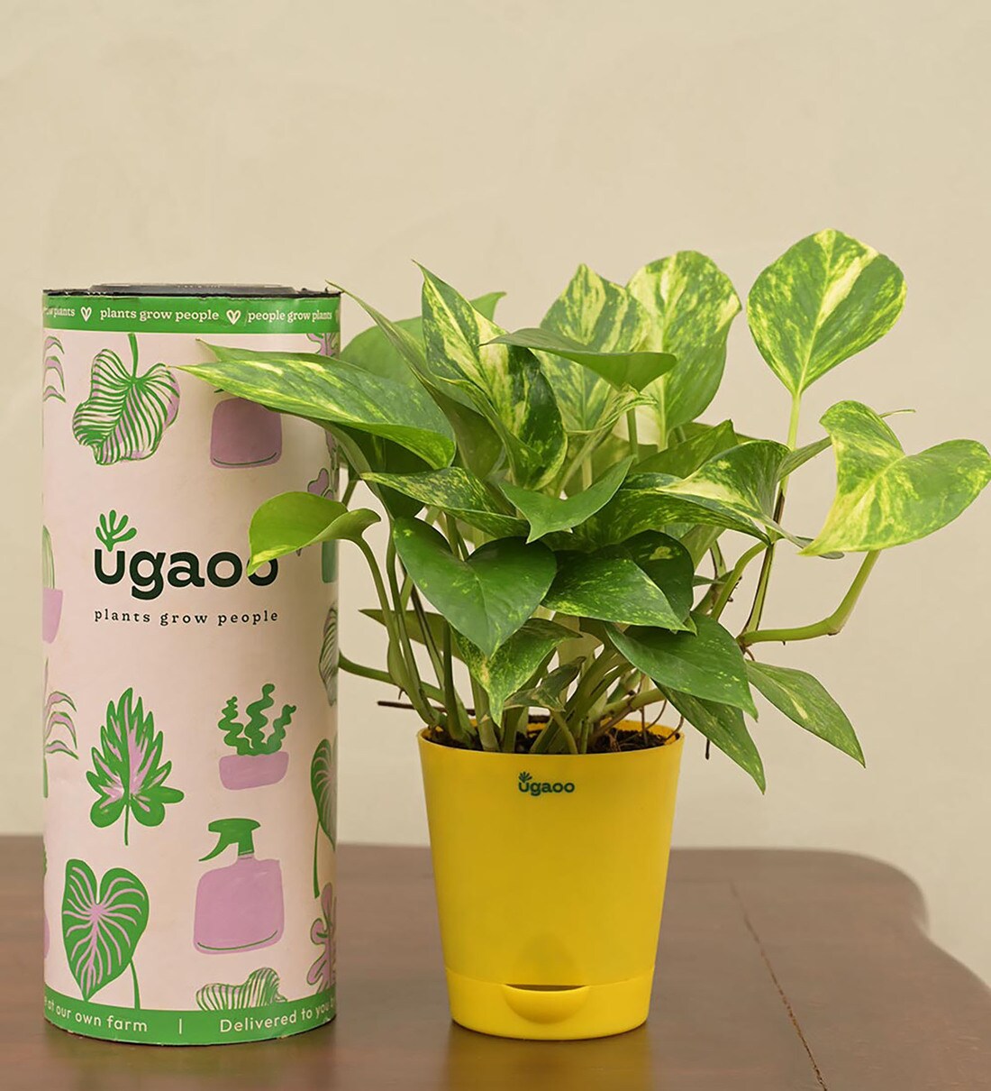 Money Plant With Yellow Self Watering Pot, By Ugaoo