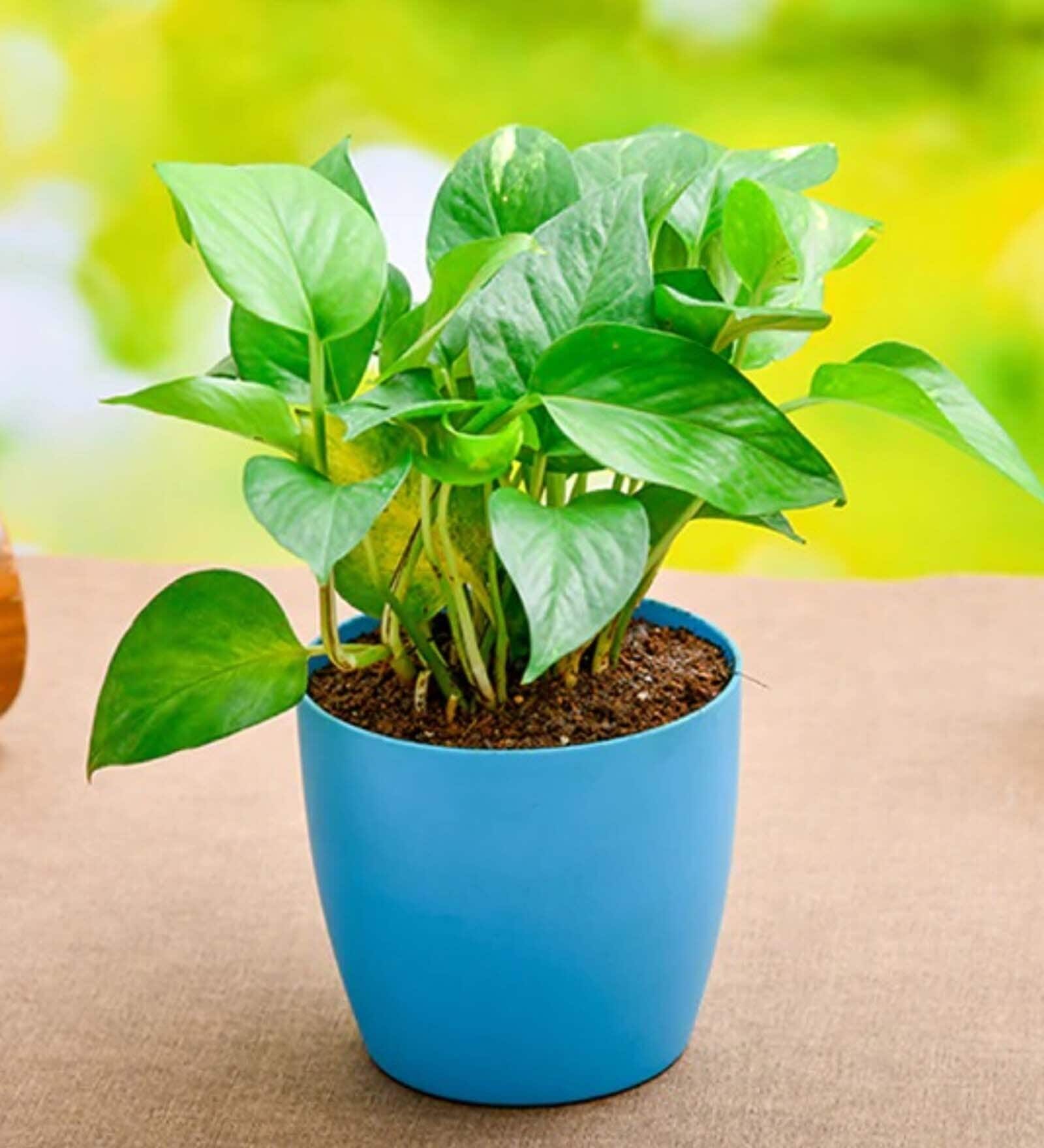 Money Scindapsuse With Pot Natural Plant