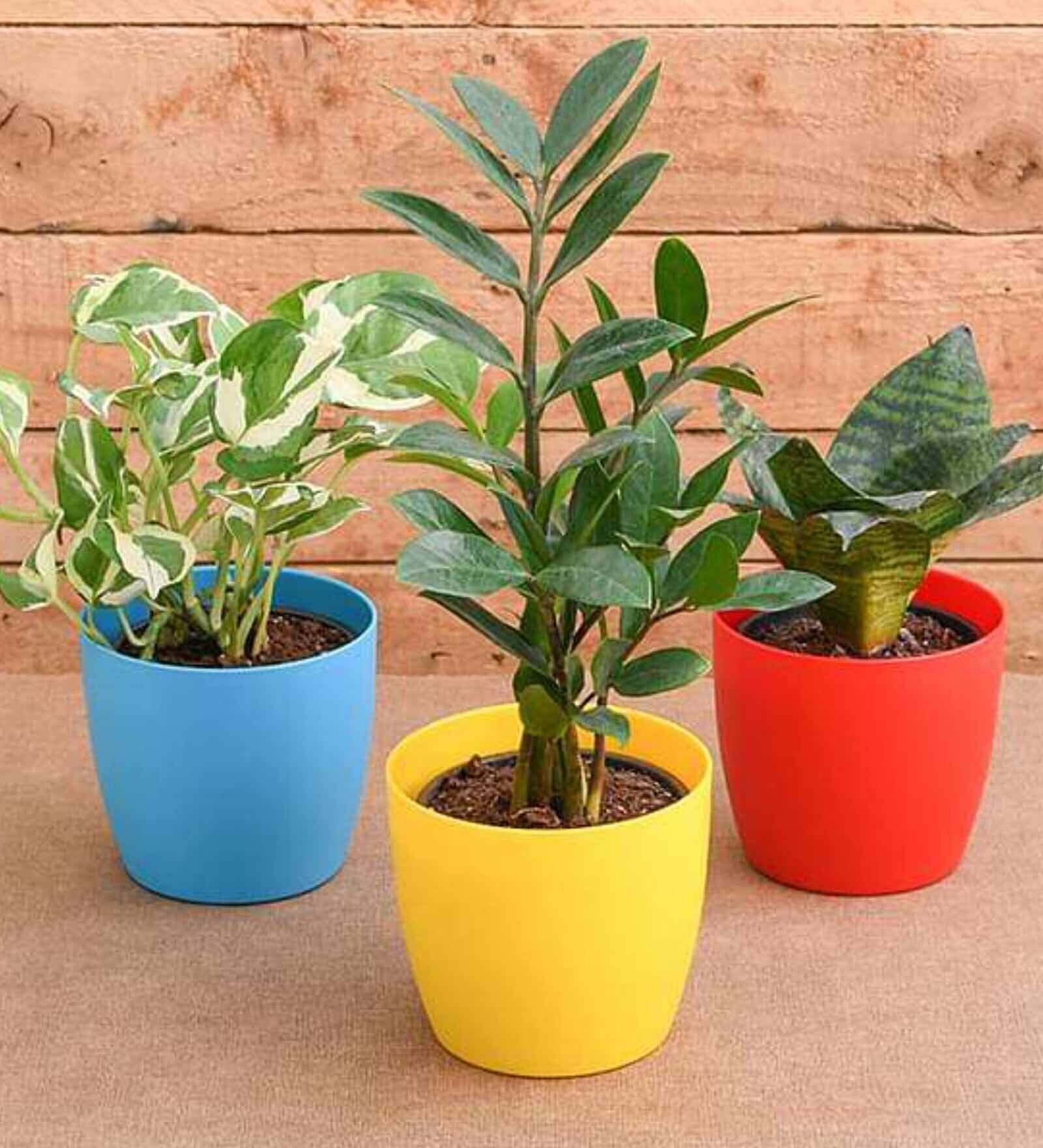 Money , Snake , Zz Natural Plant