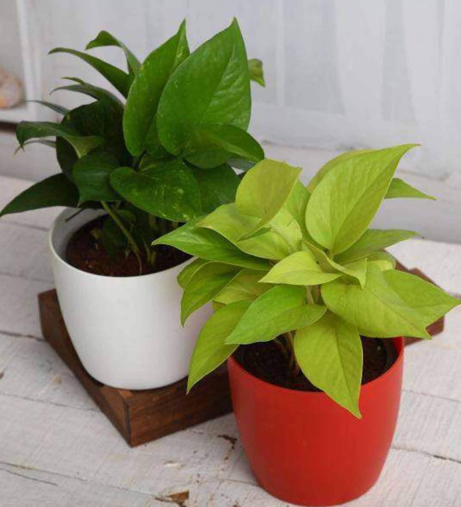 Money Elegant Natural Plant