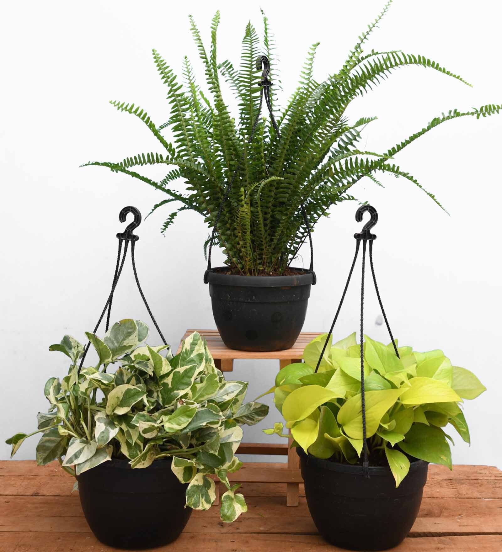 Money(2), Fern Natural Plant