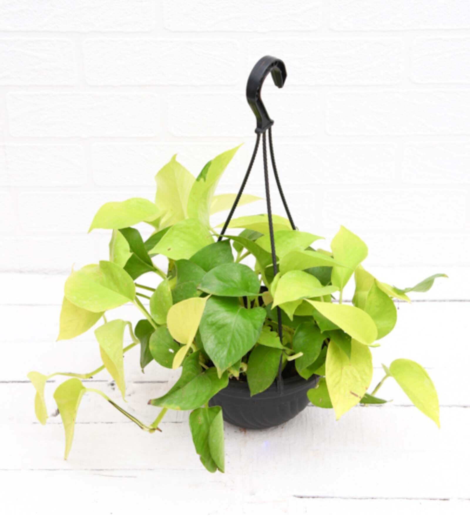 Money Golden Scindapsus Golden With Pot Natural Plant