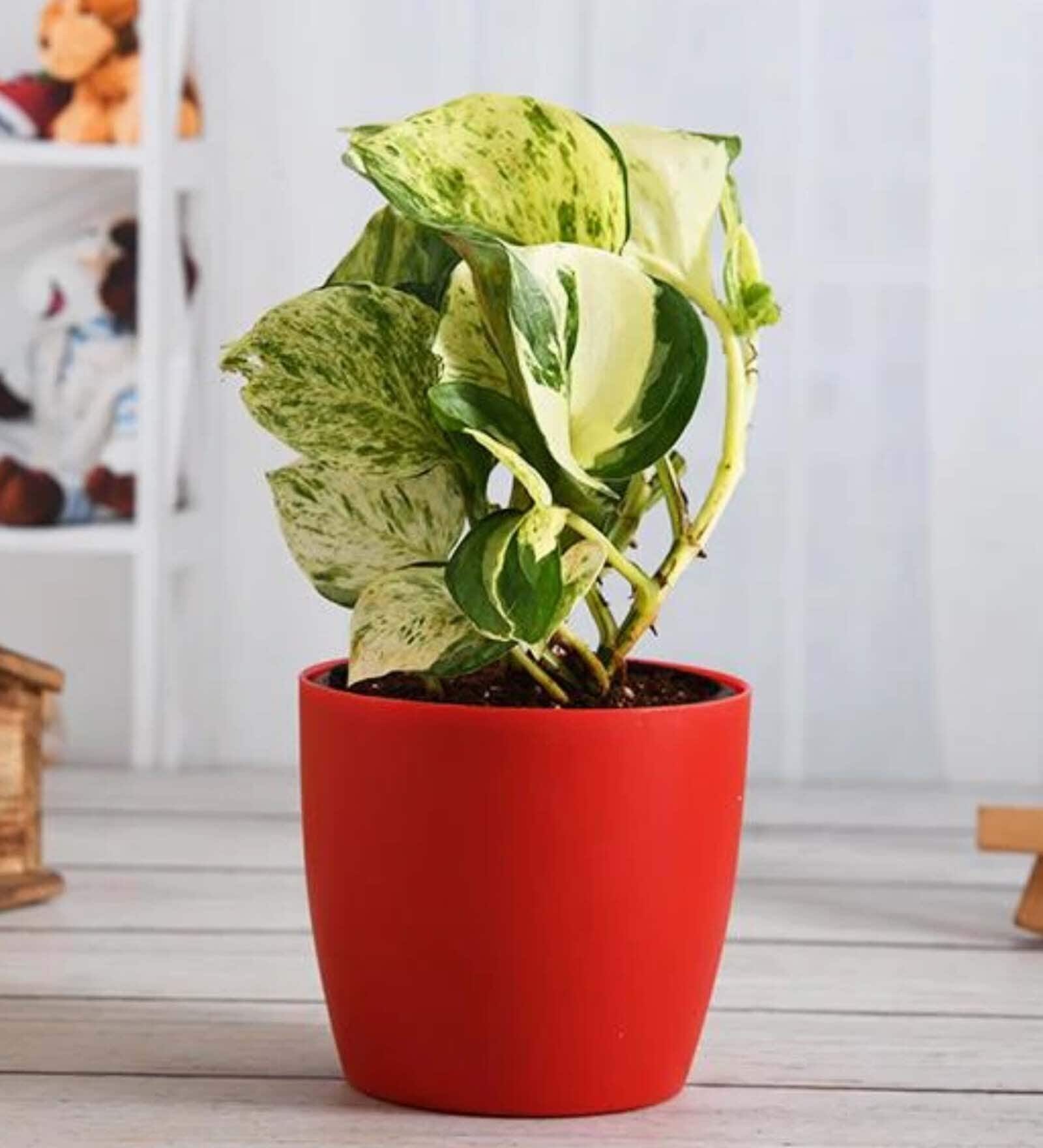 Money Golden Scindapsus With Pot Natural Plant