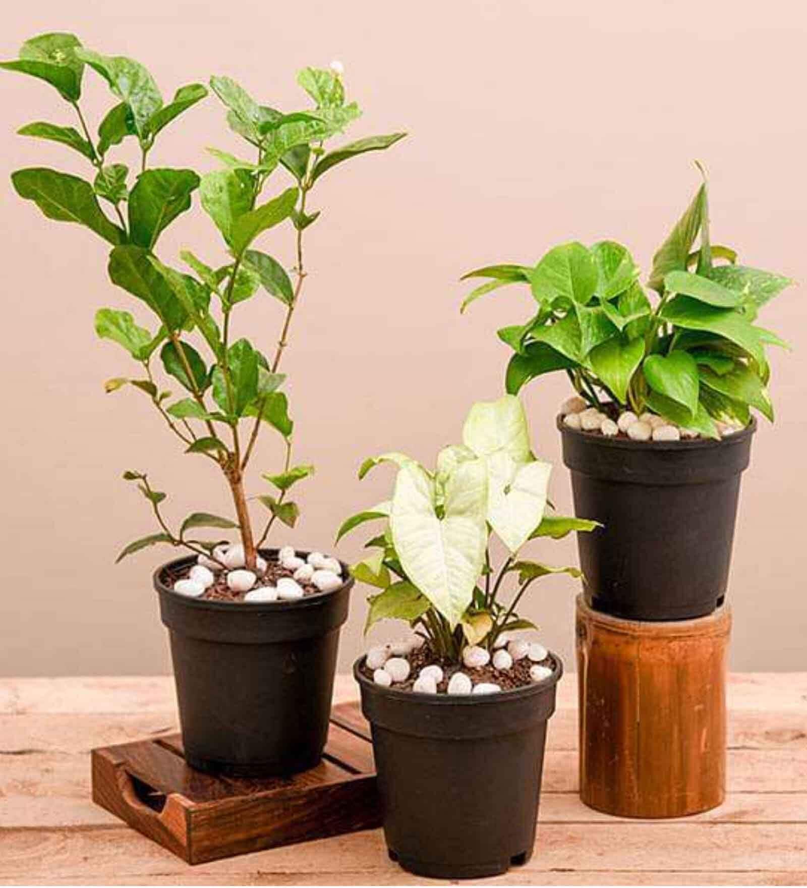 Money Green, Syngonium Podophyllum Silver Pearl , Jasminum Mogra Natural Plant