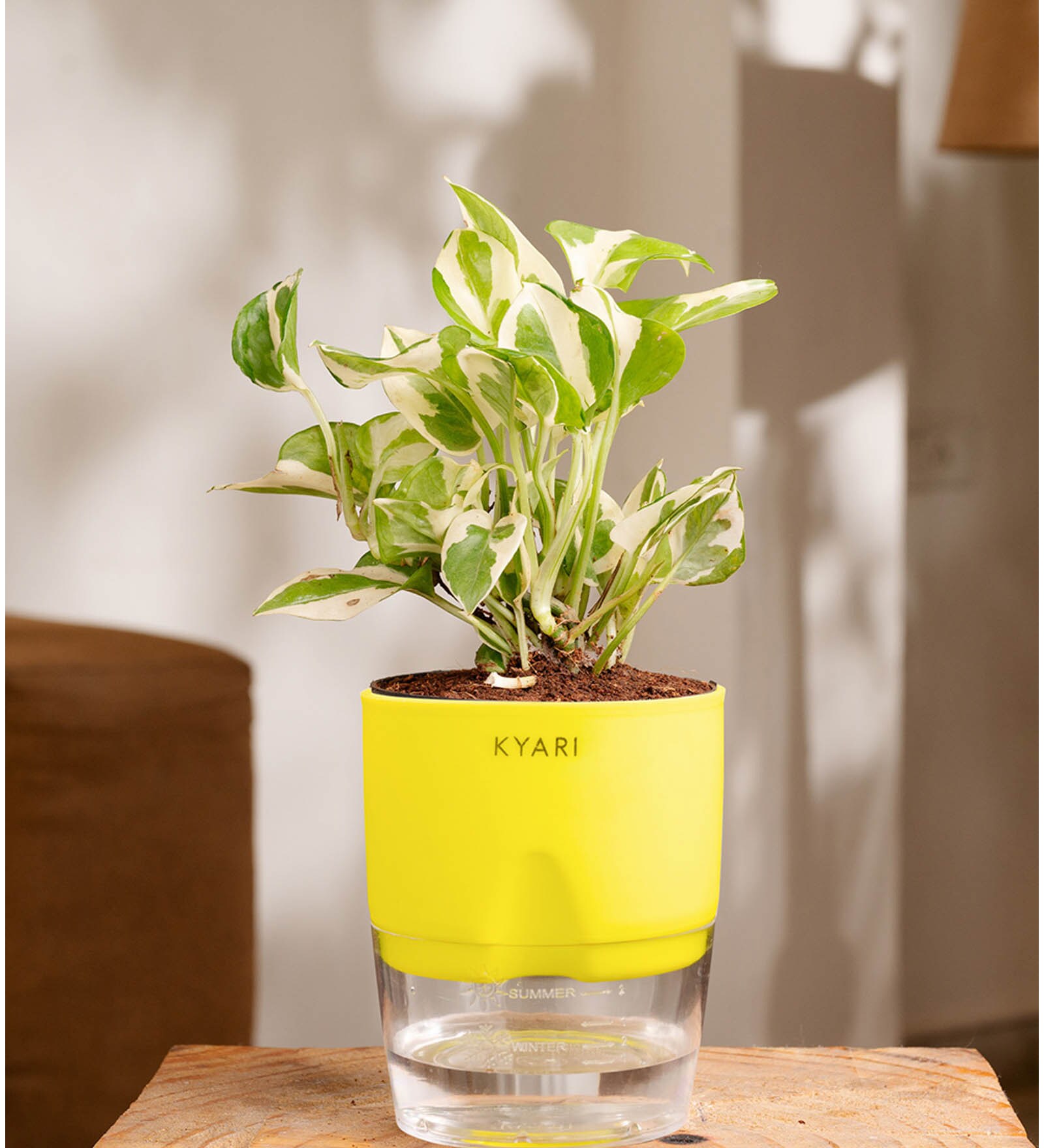Money Ninchjoy Plant With  Self Watering Pot-Yellow