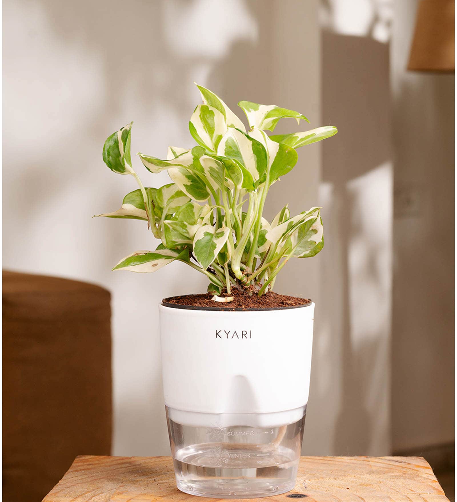 Money Ninchjoy Plant With  Self Watering Pot-White