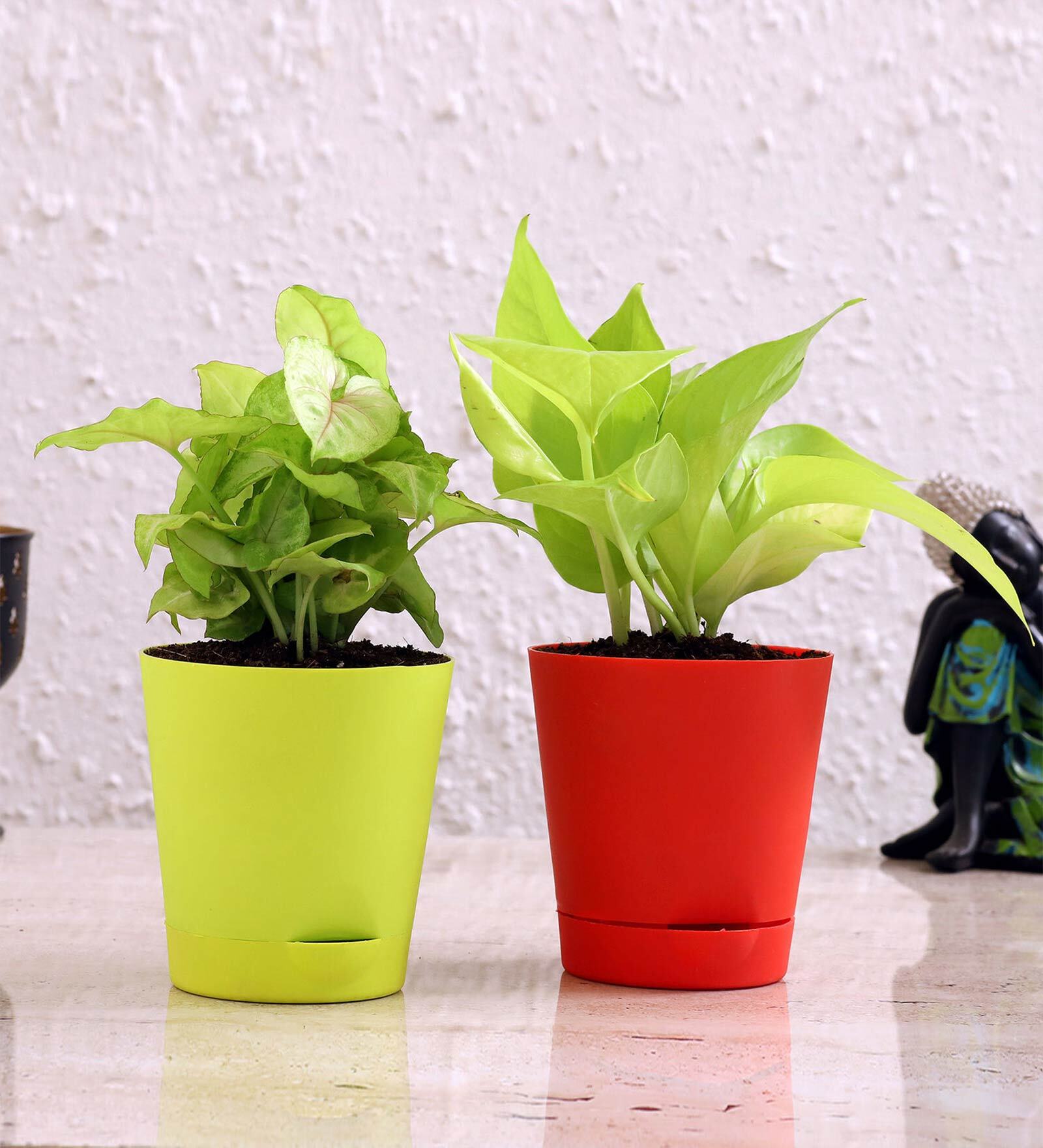 Money Natural Plant & Syngonium Natural Plant Combo in Self Watering Ceramic Pots