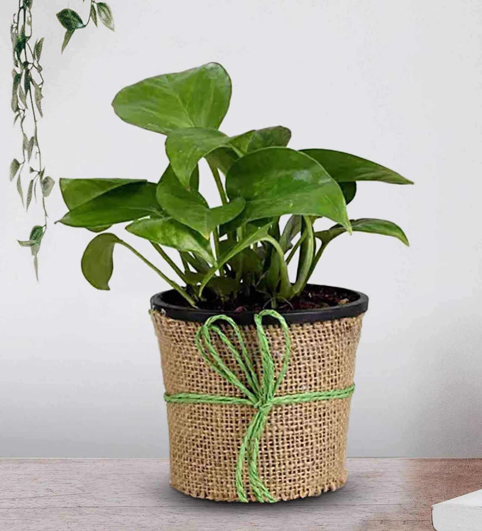 Money Natural Plant in Black Pot