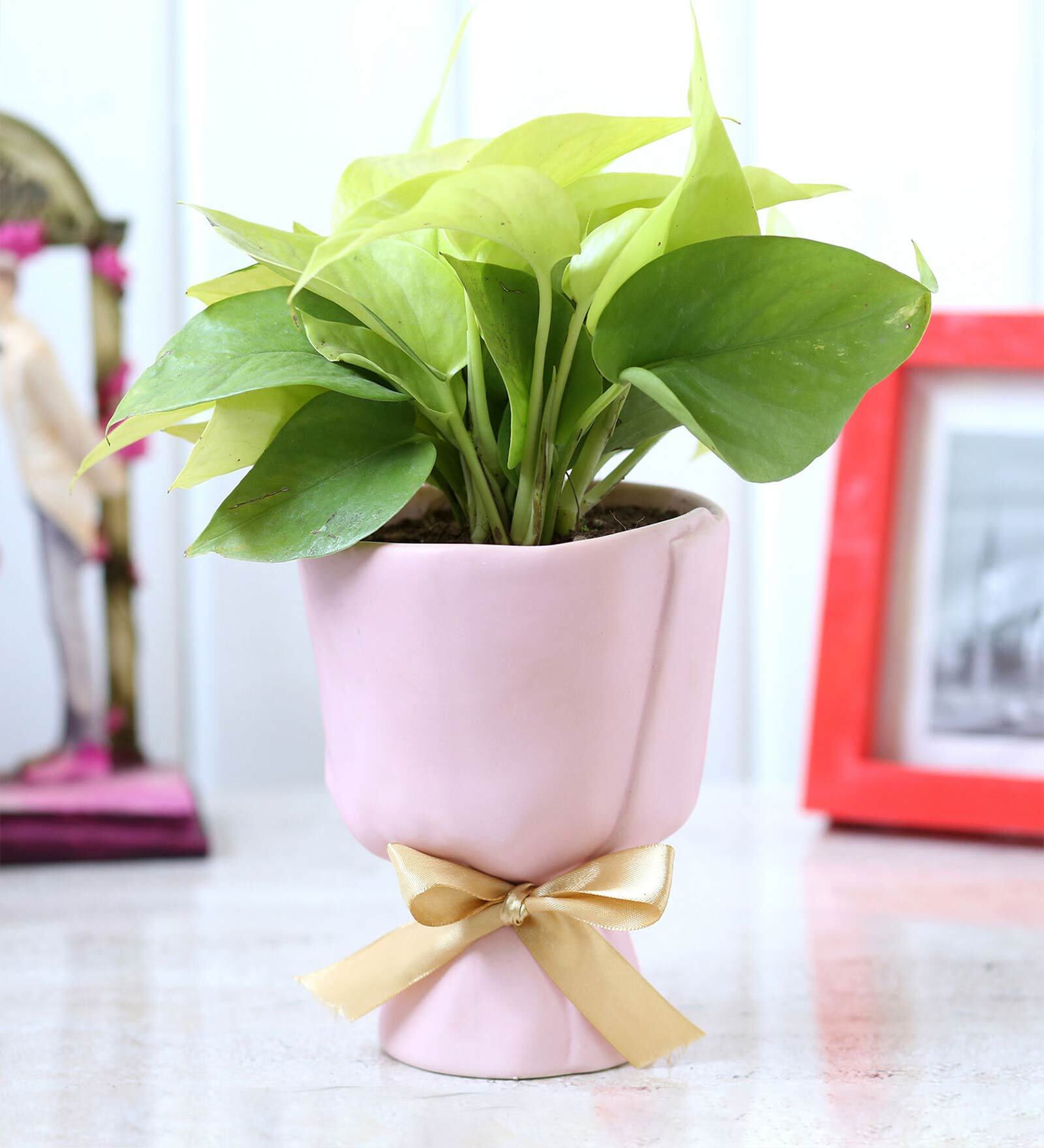 Money Natural Plant In Glass Ceramic planter With Bow