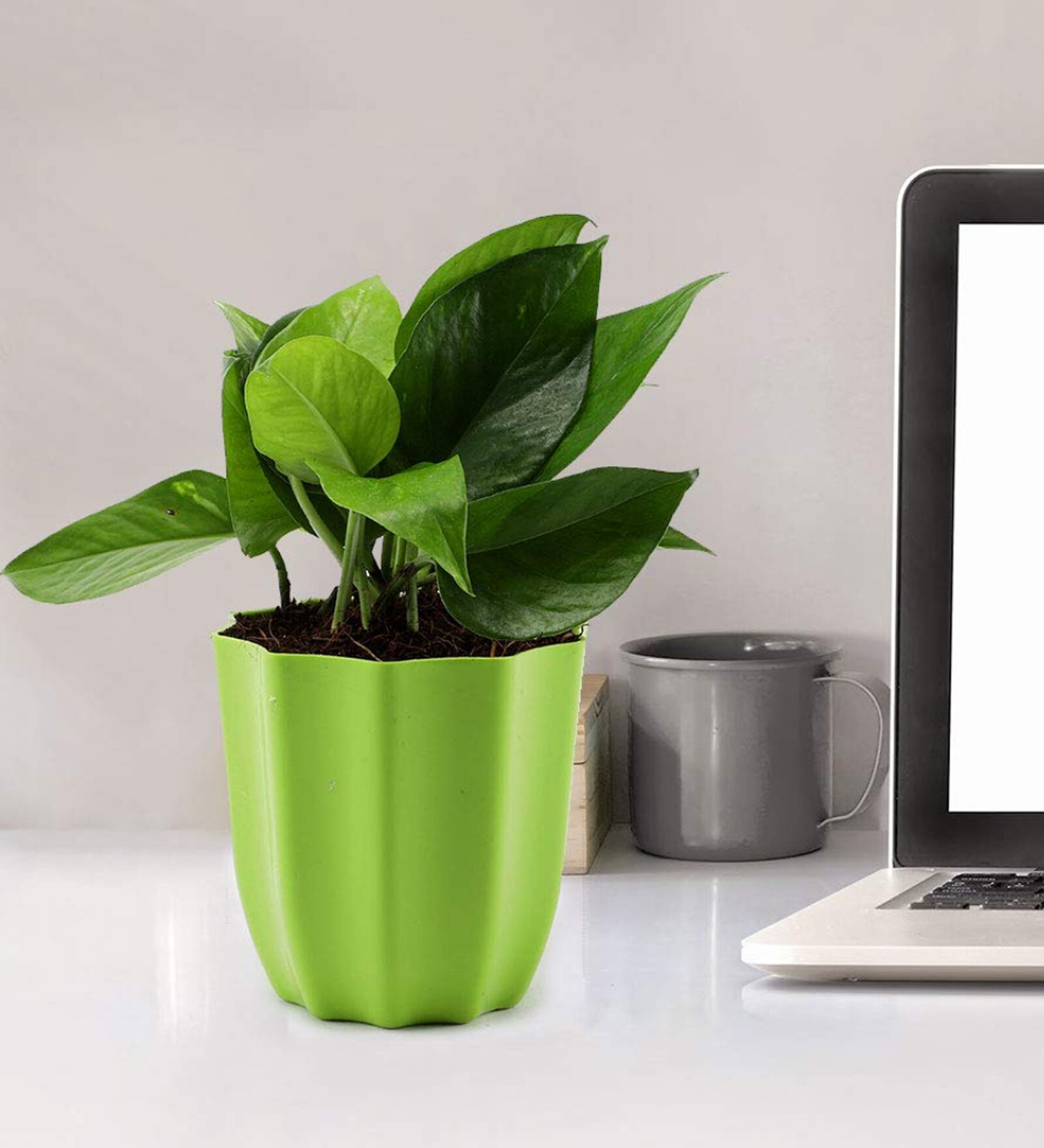 Money Natural Plant in Green Pot