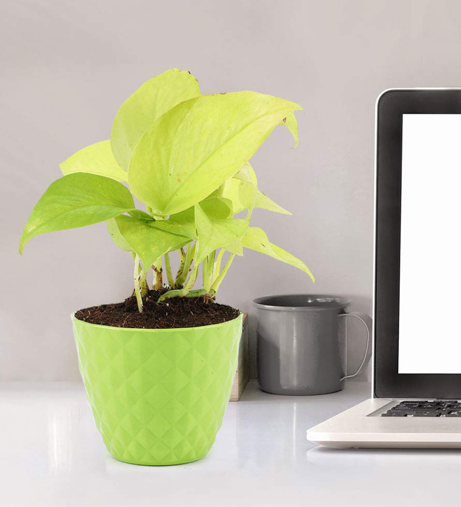 Money Natural Plant in Green Pot