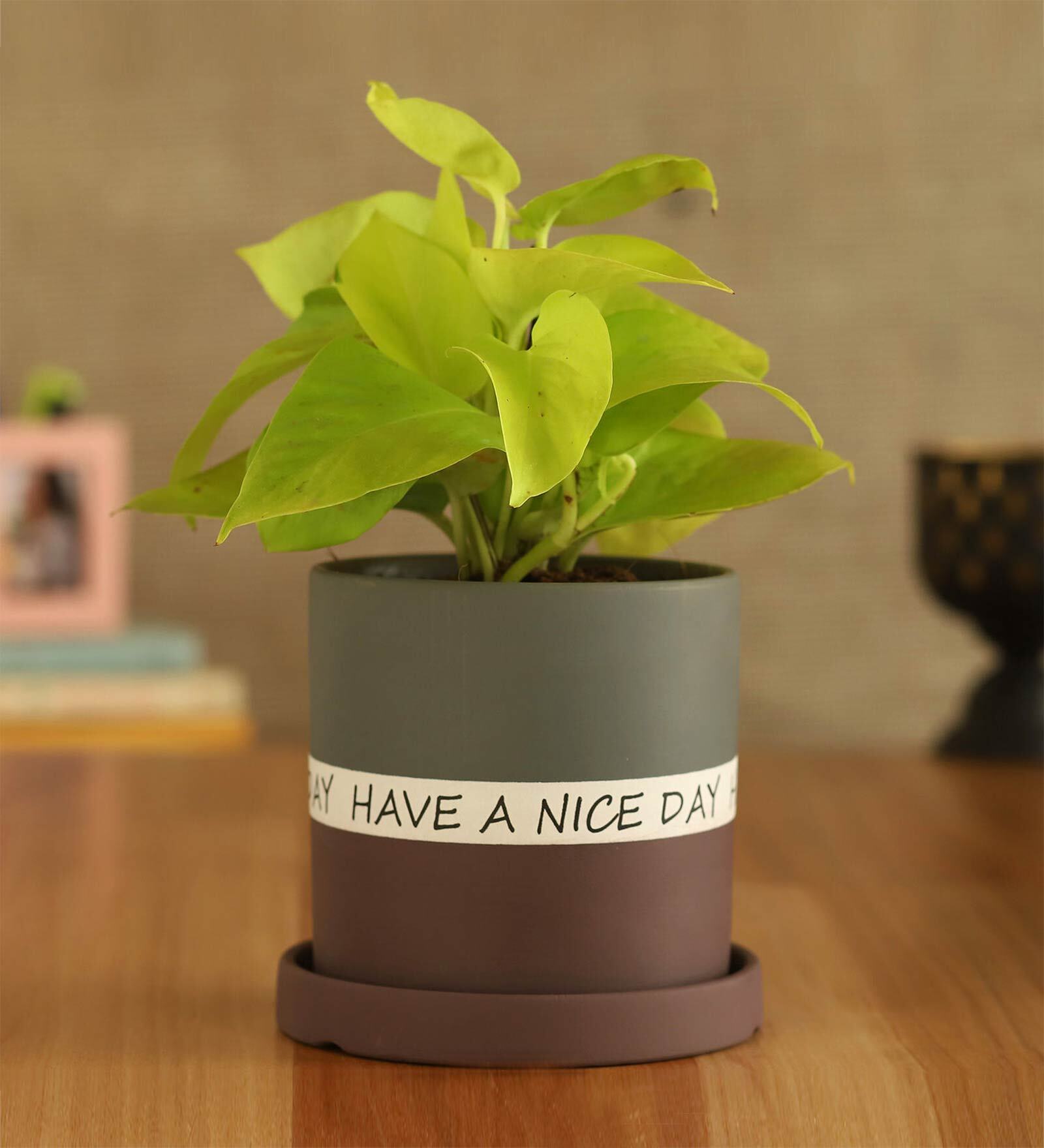 Money Natural Plant In Have A Nice Day Purple Plate Ceramic Pot