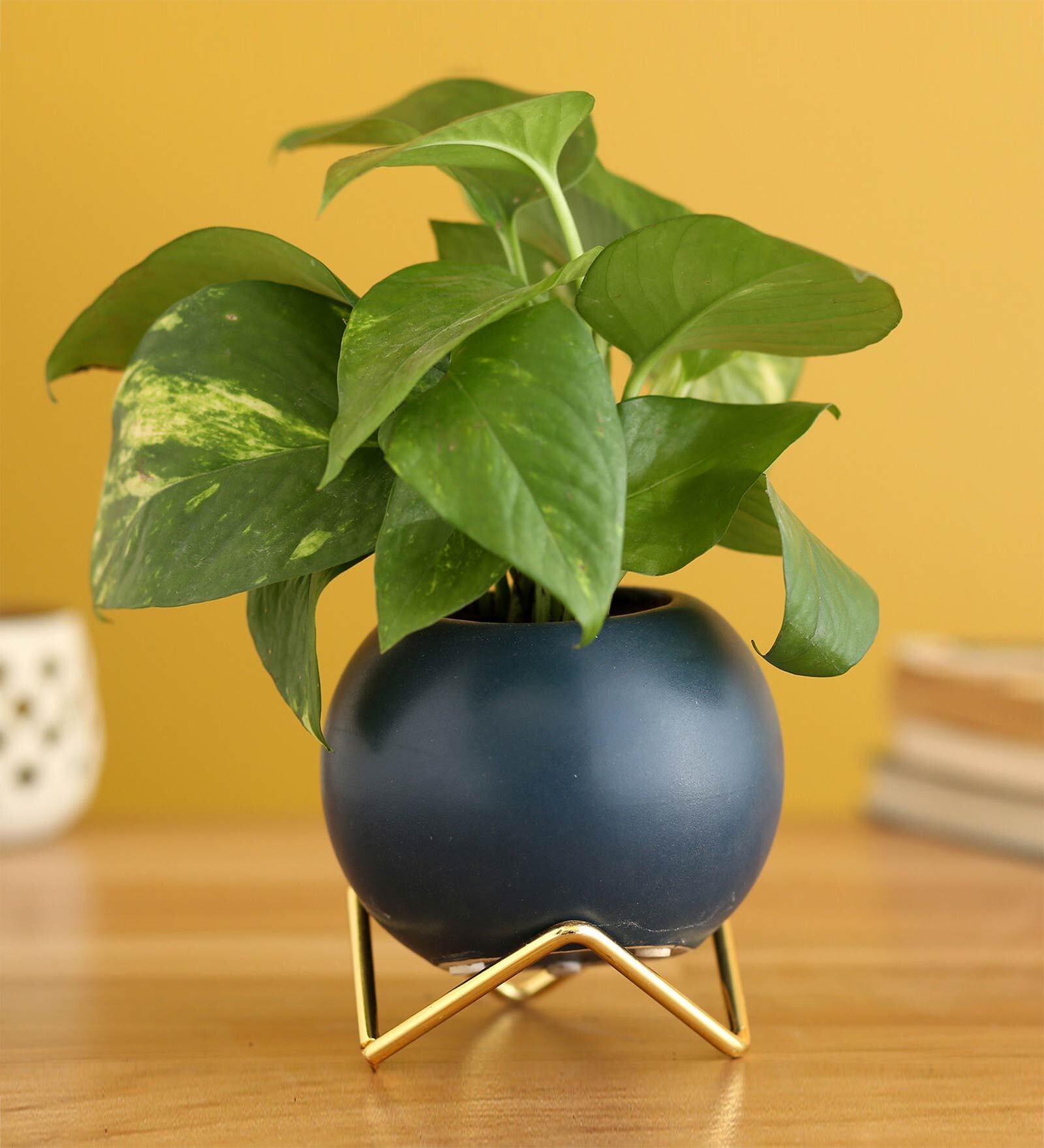Money Natural Plant In Round Ceramic planter