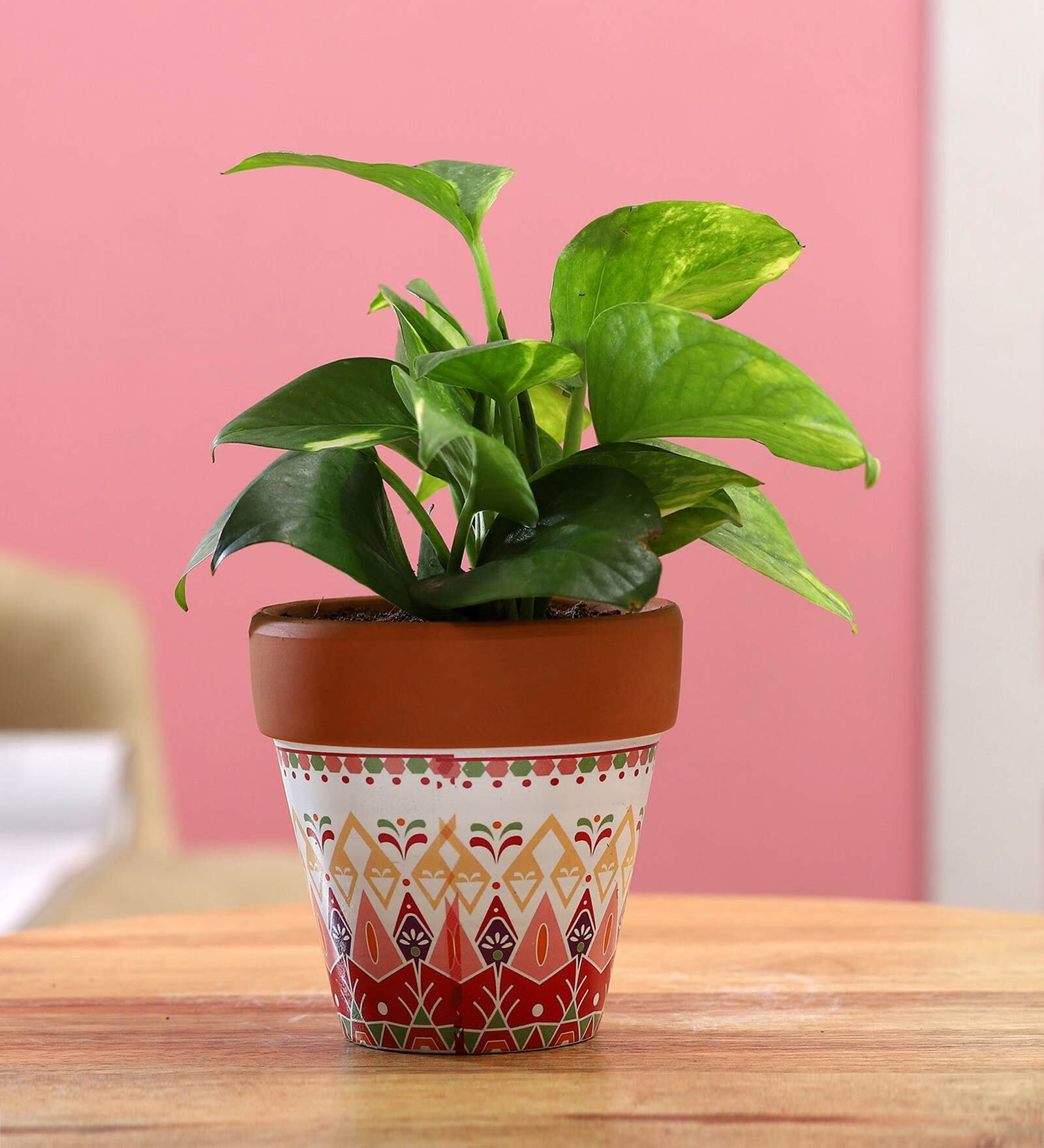 Money Natural Plant In White & Pink Ceramic Pot