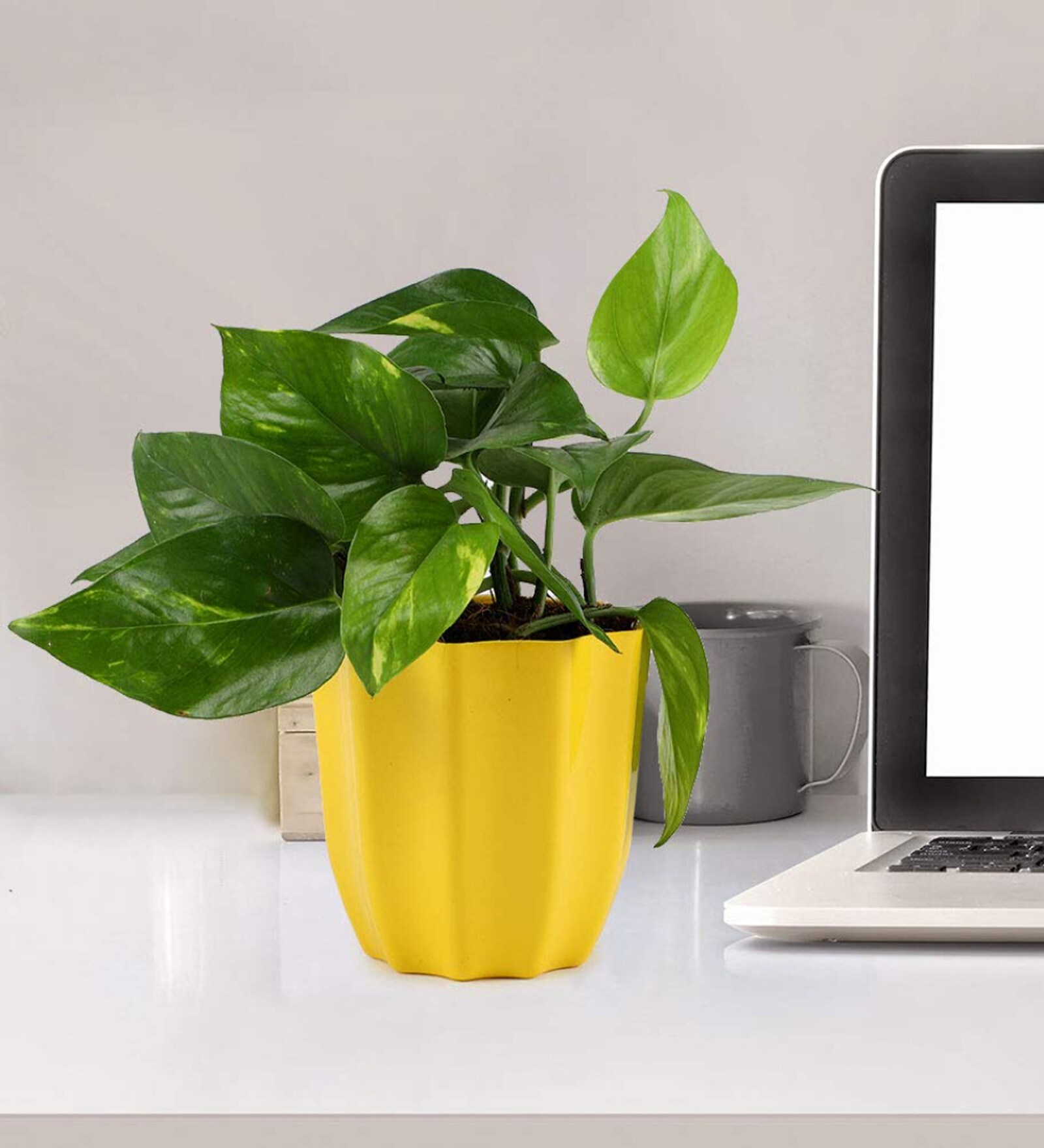 Money Natural Plant in Yellow Pot