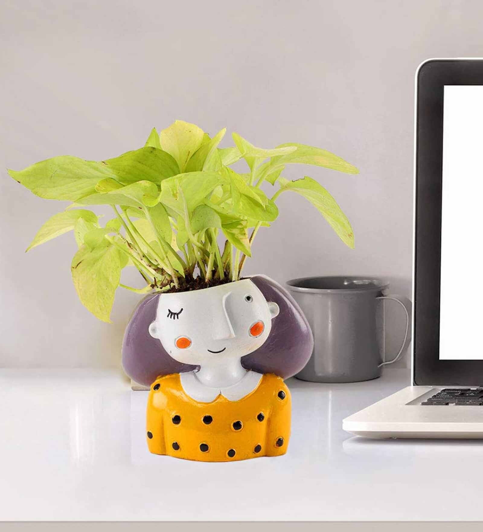 Money Natural Plant in Yellow Pot