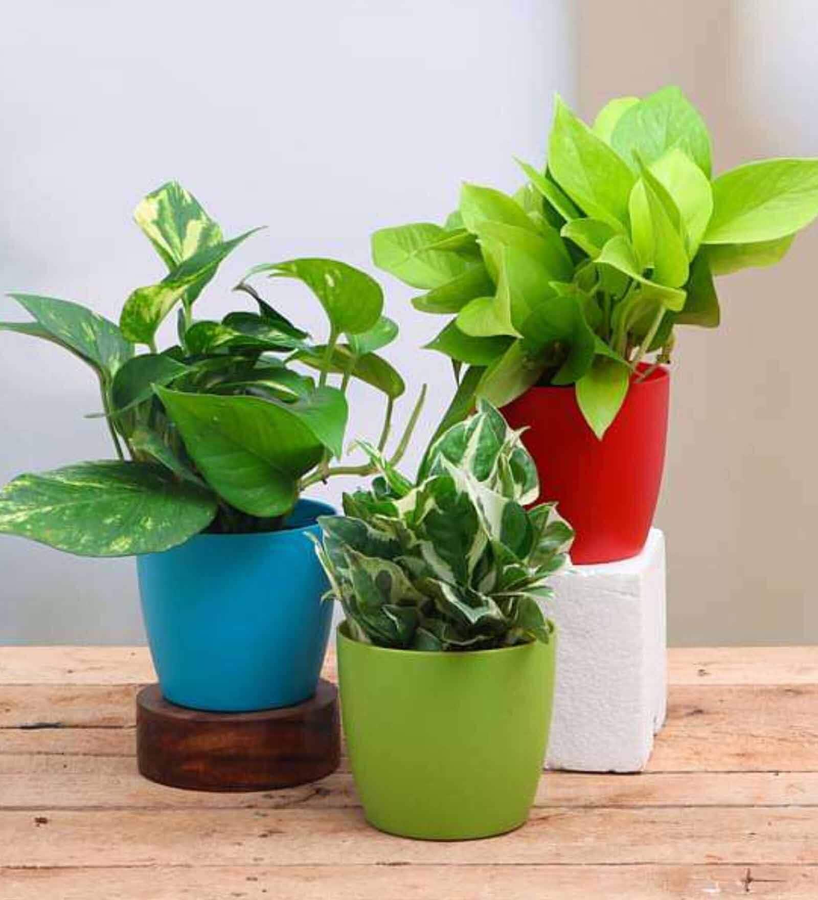 Money Aesthetic Natural Plant