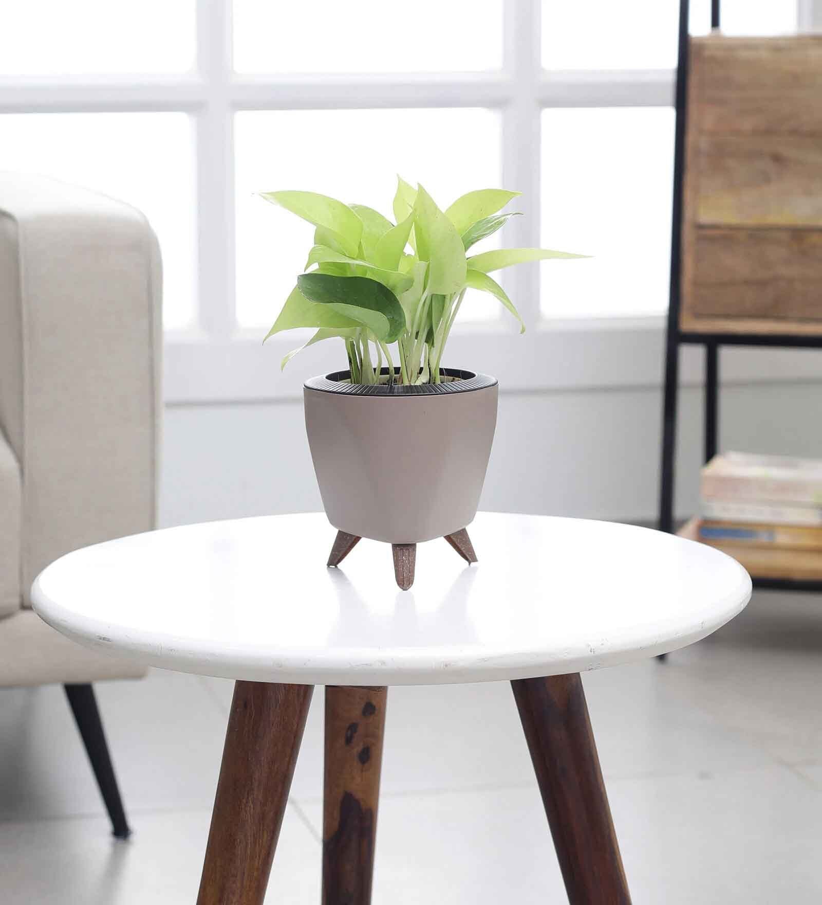 Money Plant Golden With Lagos Mocca Plastic Pot