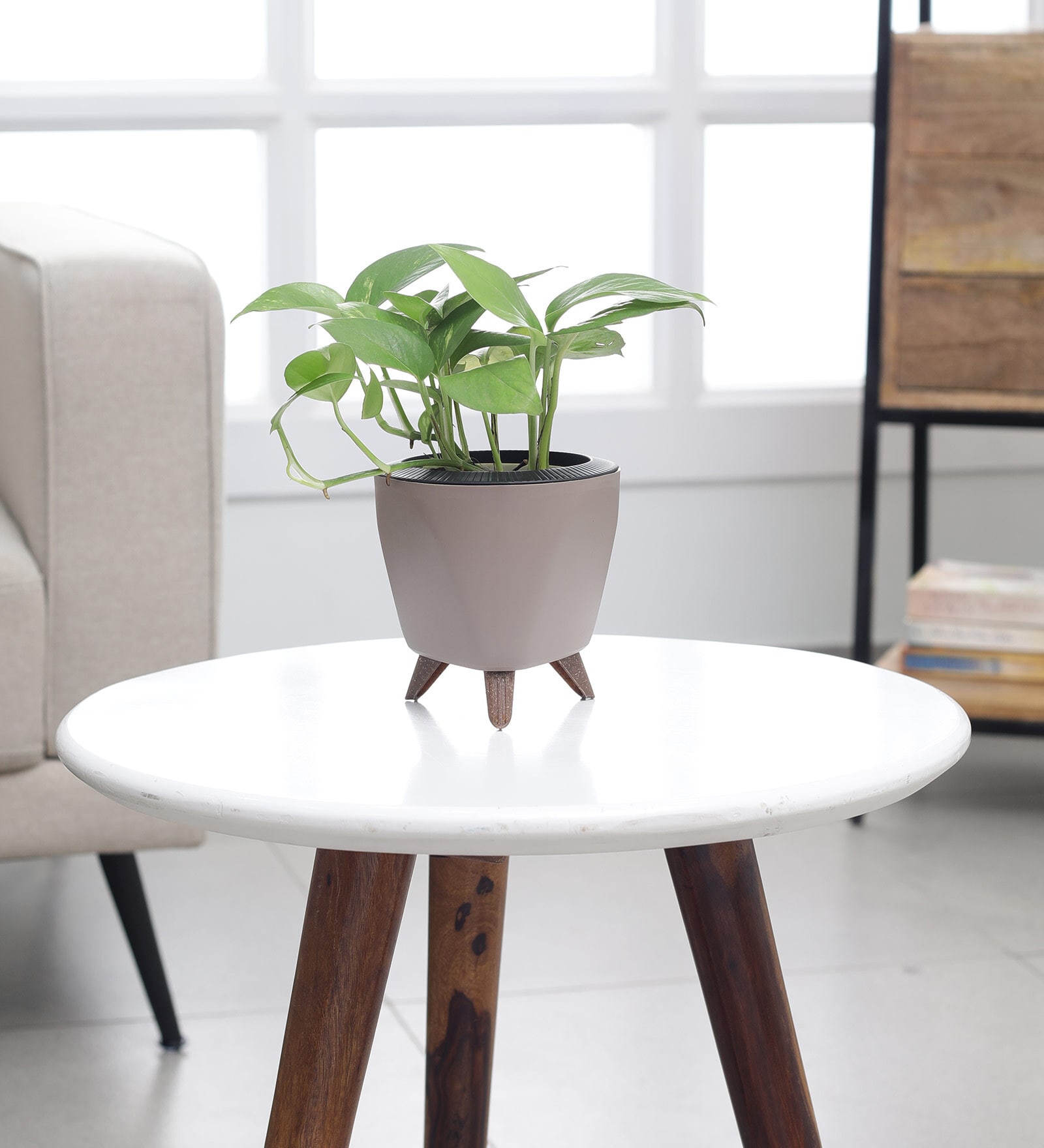 Money Plant Variegated Small Plant With Lagos Mocca Pot