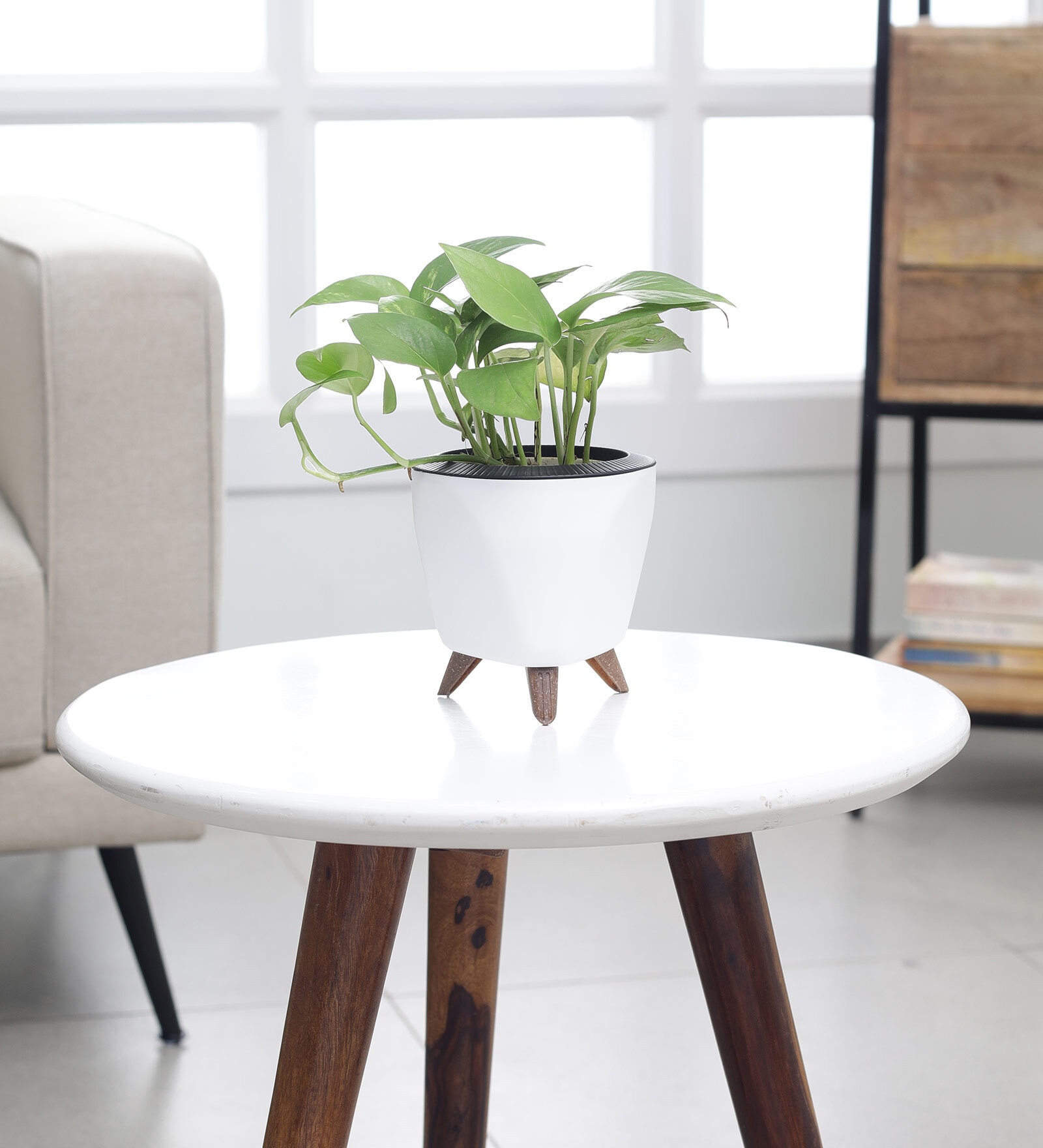 Money Plant Variegated Small Plant With Lagos White Pot