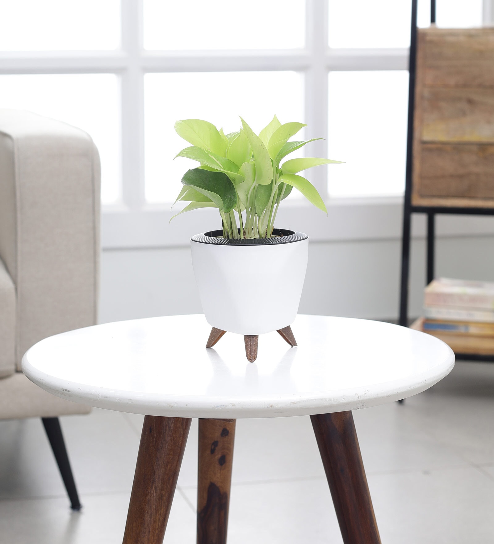 Money Plant Golden With Lagos White Plastic Pot