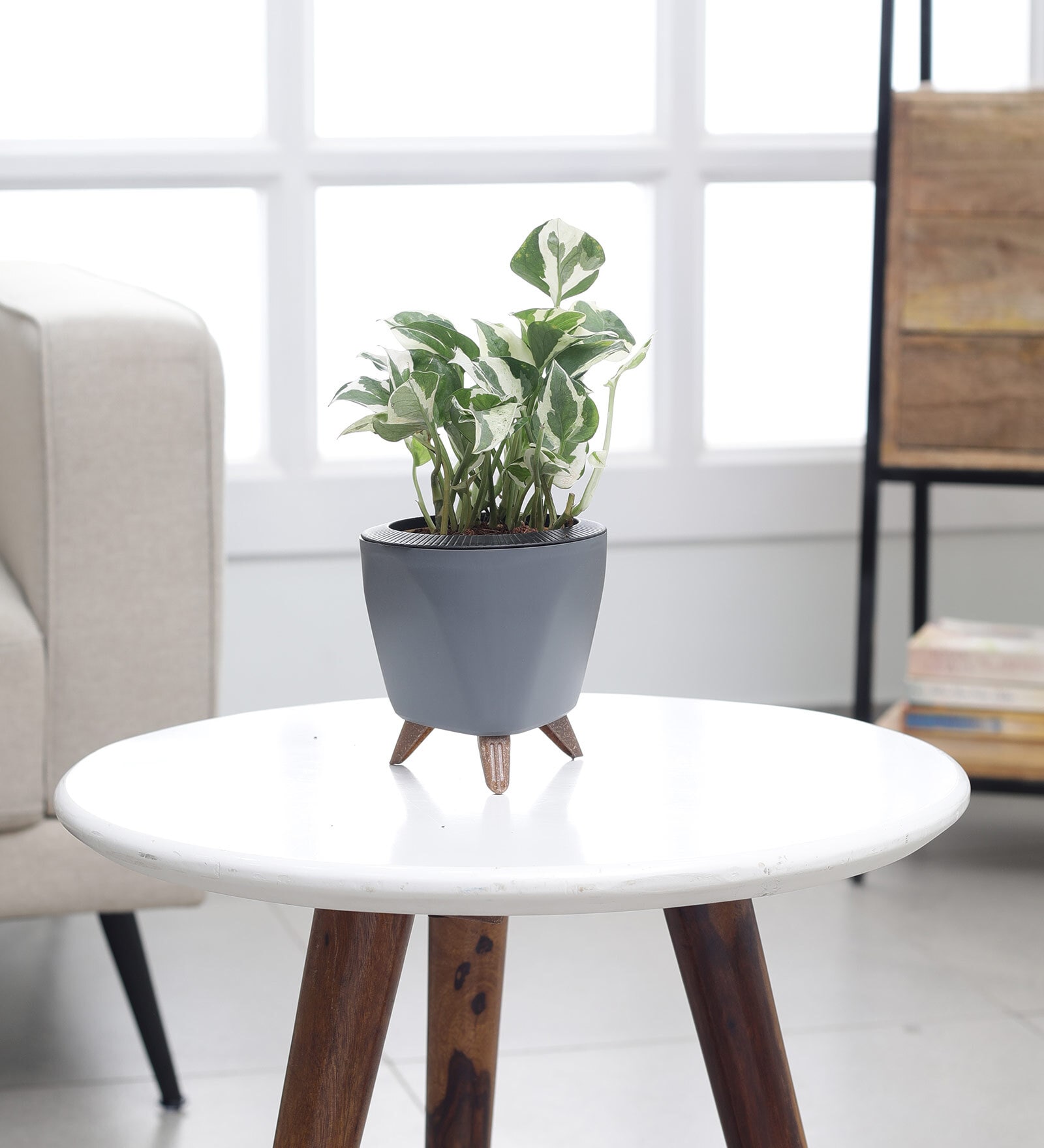 Money Plant N Joy With Lagos Grey Plastic Pot