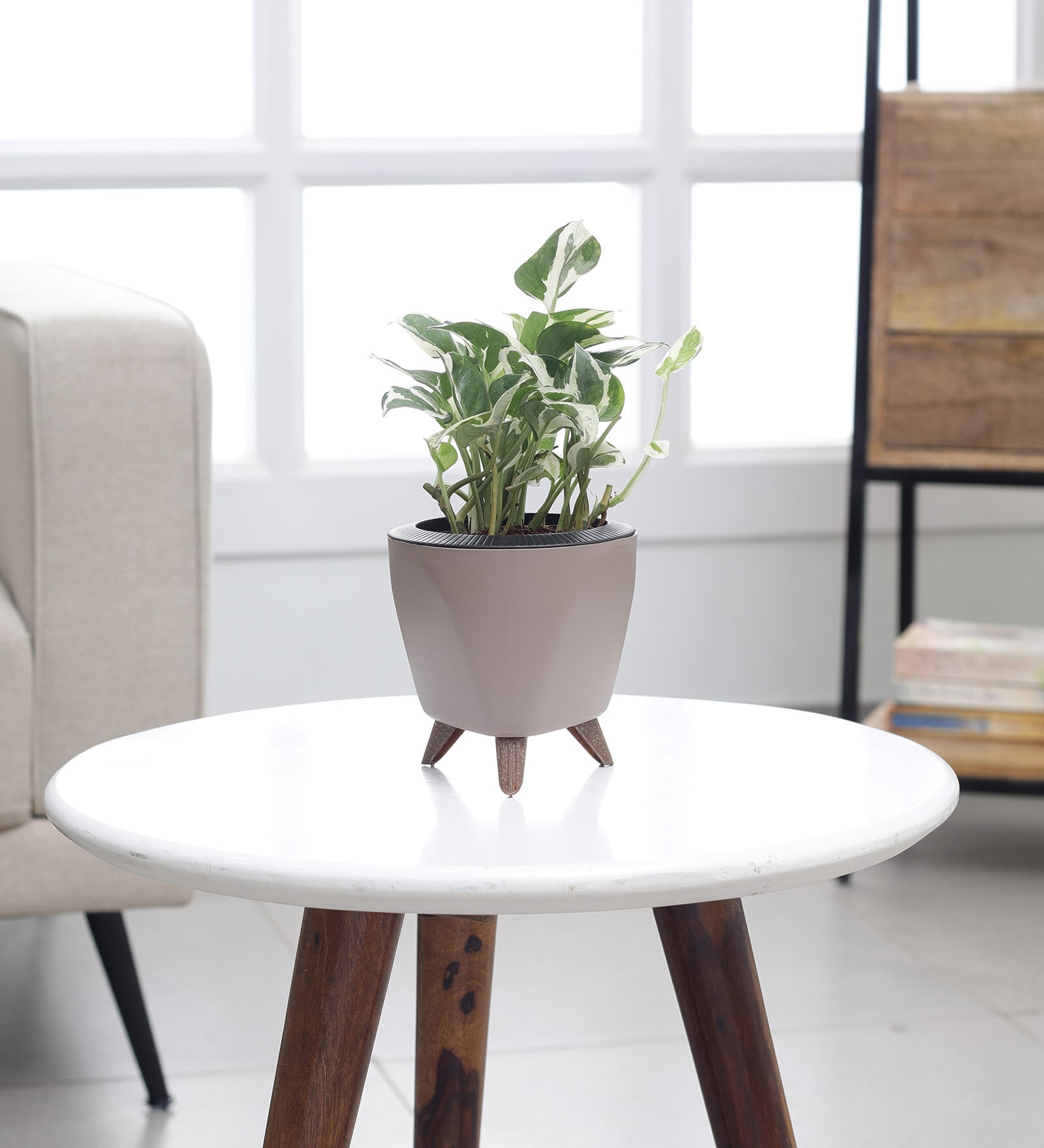 Money Plant N Joy With Lagos Mocca Plastic Pot