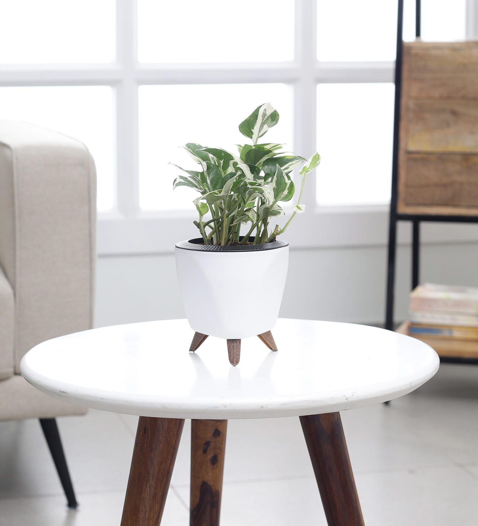 Money Plant N Joy With Lagos White Plastic Pot