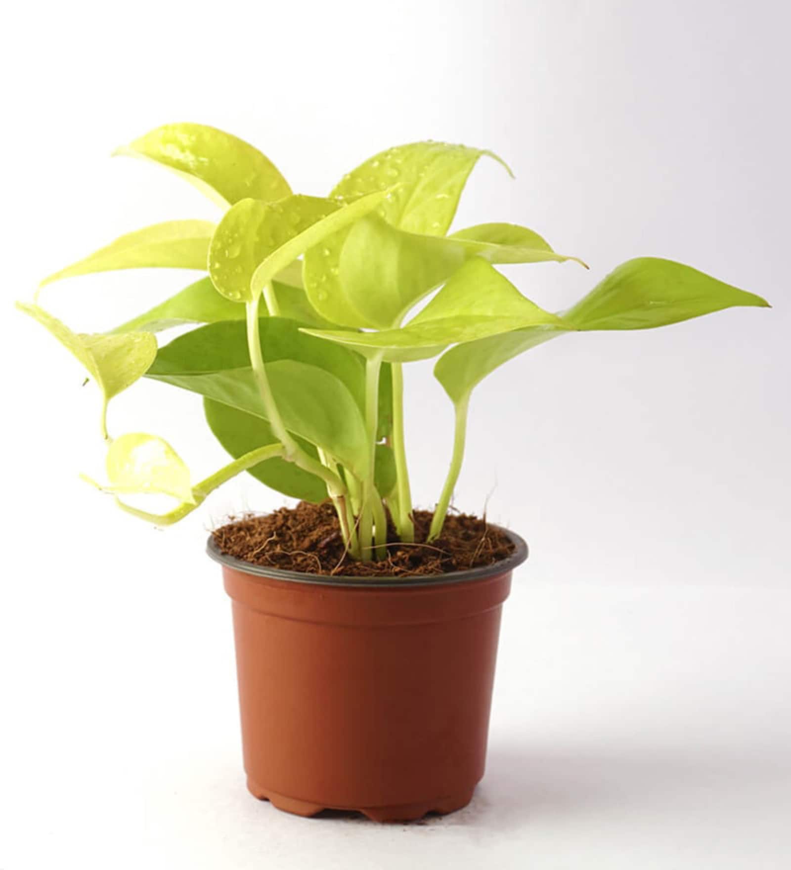 Money Plant Natural Plant