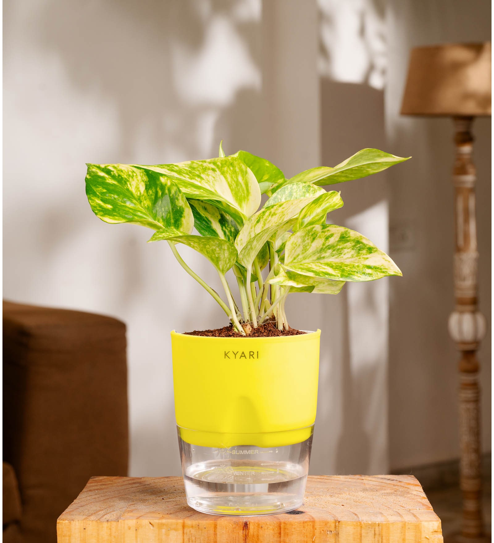 Money Plant Variegated Plant With Self Watering  Pot- Yellow