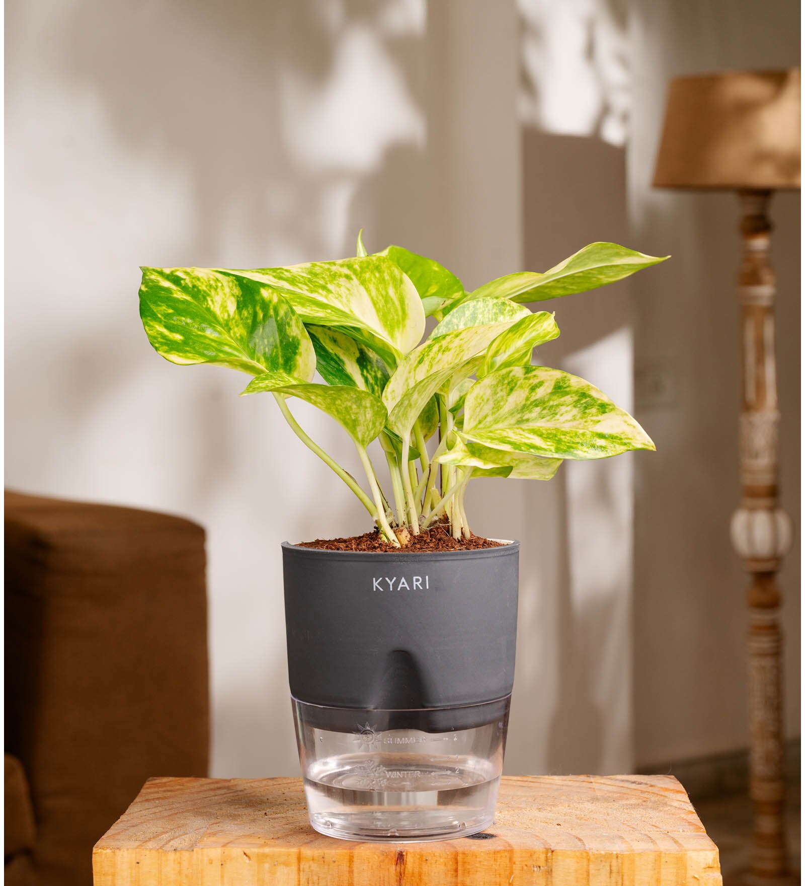 Money Plant Variegated Plant With Self Watering  Pot- Black