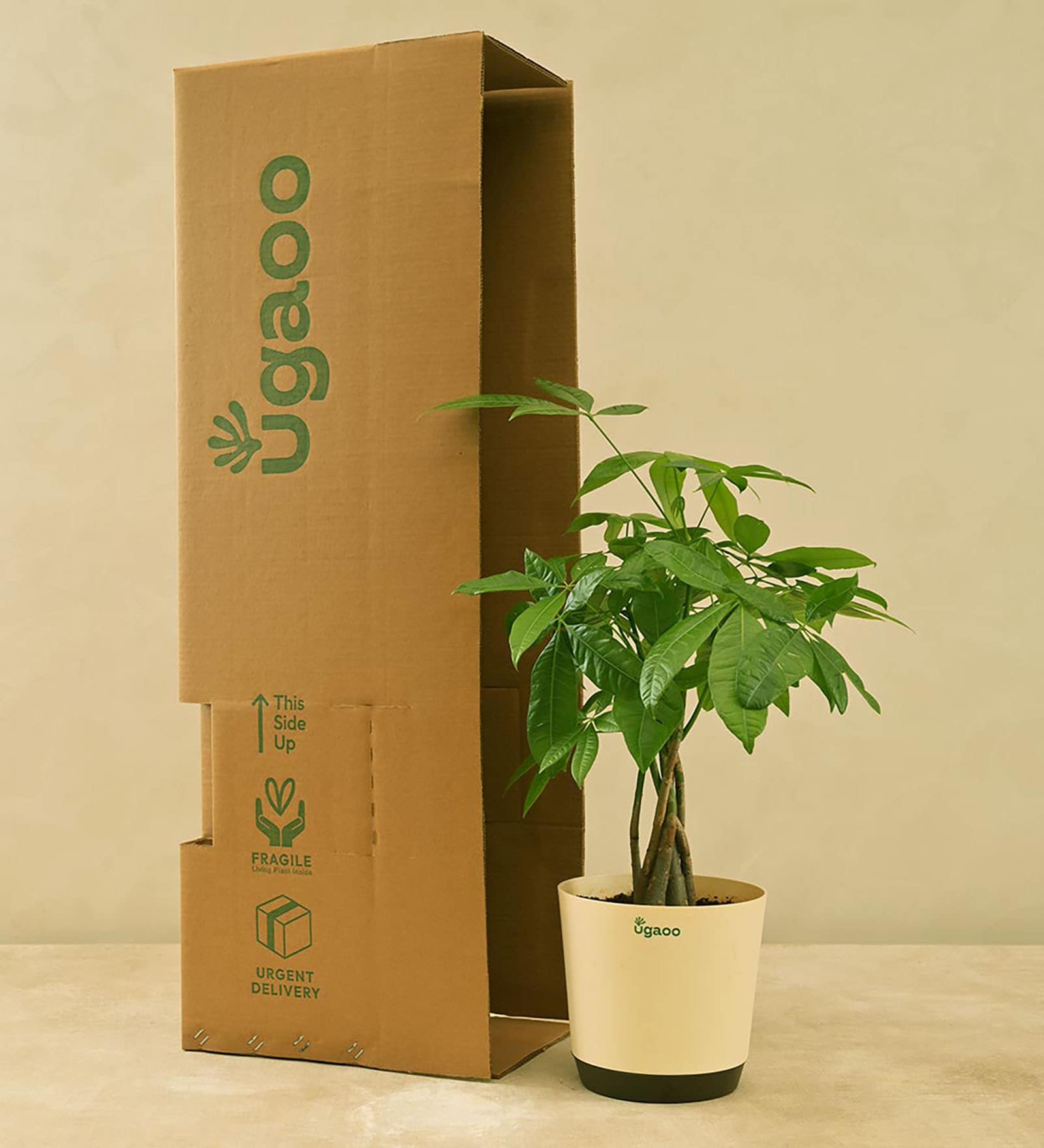 Money Tree Low Maintenance Plants