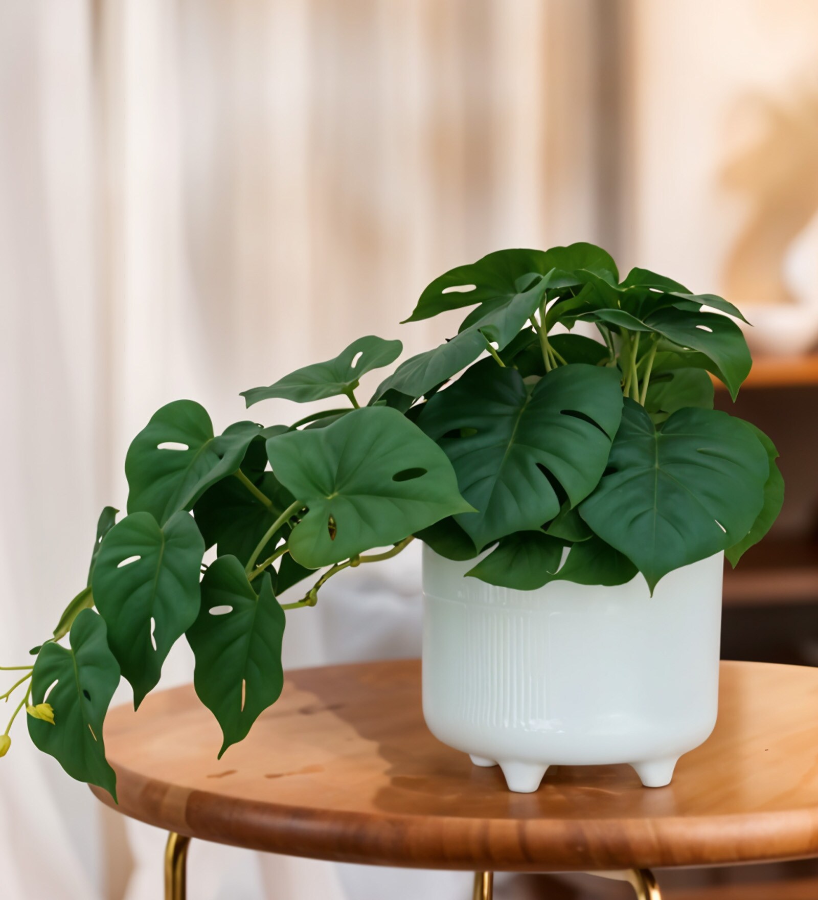 Monstera Deliciosa Plant
