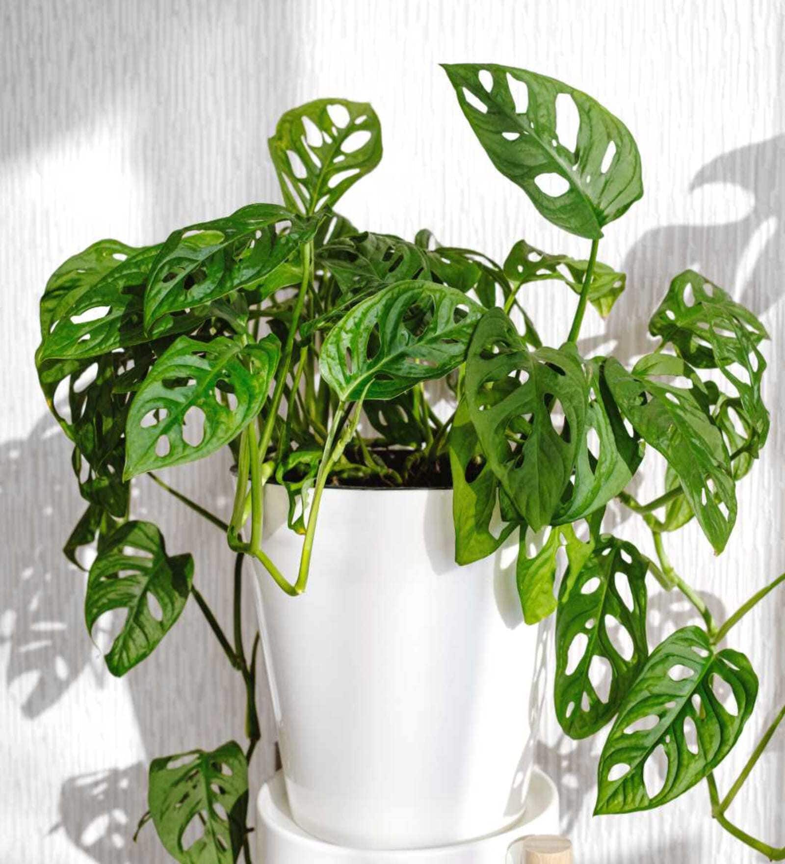 Monstera Natural Plant