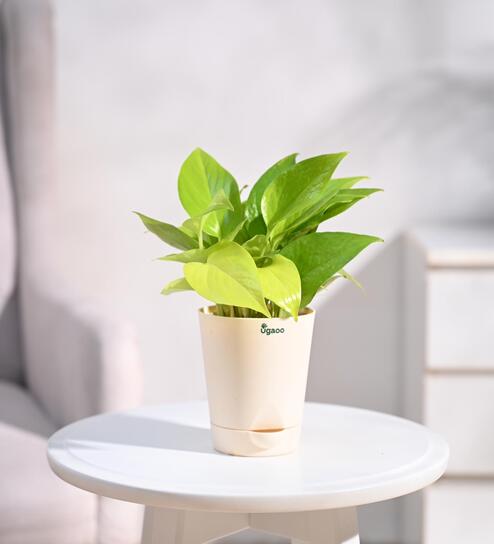 Money Golden Natural Plant In White Self Watering Plastic Pot