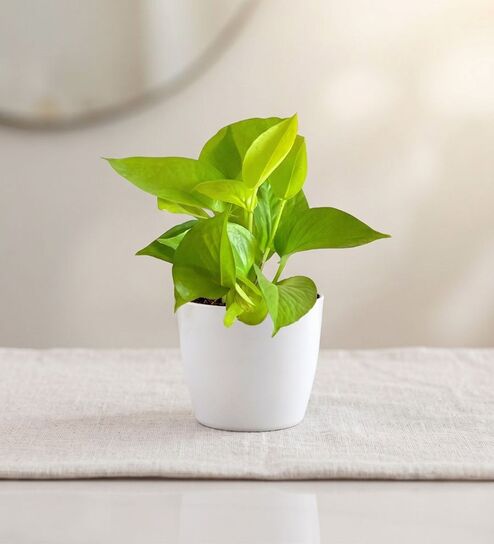 Money Plant Golden In White Pot