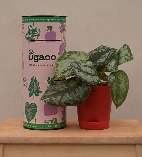 Money Satin Natural Plant In Red Self Watering Plastic Pot