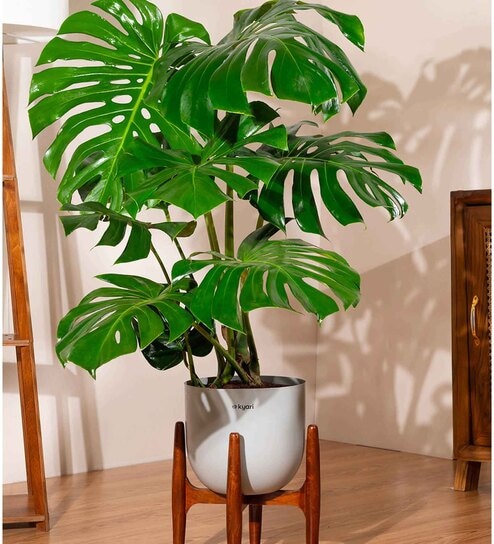 Monstera Deliciosa Plant With Pot - Grey