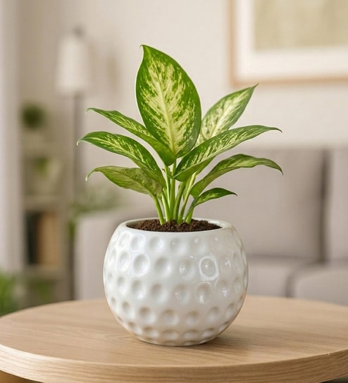 White Moonstone Dimpled Ceramic Planter Pot for Indoor & Outoor Plants