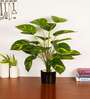 Artificial Money Plant 65Cm