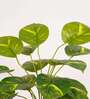 Artificial Money Plant 65Cm