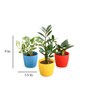 Money , Snake , Zz Natural Plant