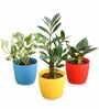 Money , Snake , Zz Natural Plant