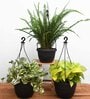 Money(2), Fern Natural Plant