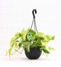 Money Golden Scindapsus Golden With Pot Natural Plant