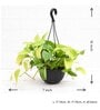 Money Golden Scindapsus Golden With Pot Natural Plant