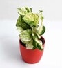 Money Golden Scindapsus With Pot Natural Plant