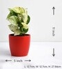 Money Golden Scindapsus With Pot Natural Plant