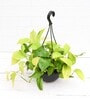 Money Golden Scindapsus Golden With Pot Natural Plant