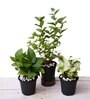 Money Green, Syngonium Podophyllum Silver Pearl , Jasminum Mogra Natural Plant